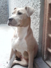 Kyara